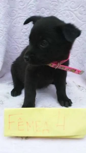 Cachorro ra a SRD idade 2 a 6 meses nome ninhada 