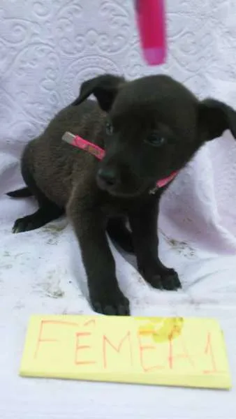 Cachorro ra a SRD idade 2 a 6 meses nome ninhada 