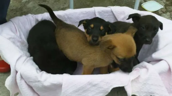 Cachorro ra a SRD idade 2 a 6 meses nome ninhada 