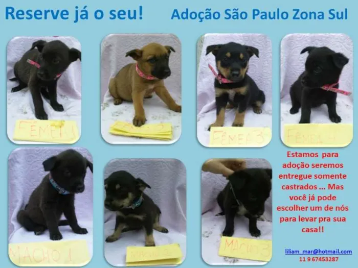 Cachorro ra a SRD idade 2 a 6 meses nome ninhada 