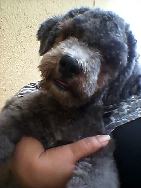 Cachorro raça Poodle idade 2 a 6 meses nome HULK