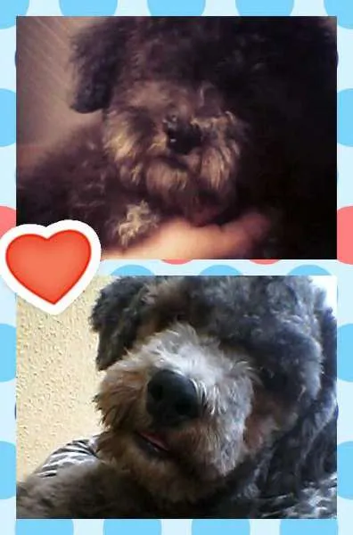 Cachorro raça Poodle idade 2 a 6 meses nome HULK