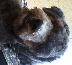 Cachorro raça Poodle idade 2 a 6 meses nome HULK