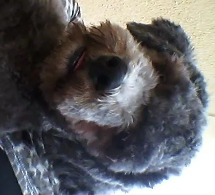 Cachorro raça Poodle idade 2 a 6 meses nome HULK