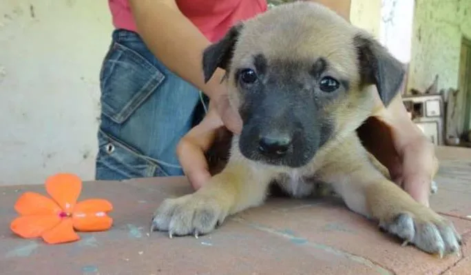 Cachorro ra a sem raça definida idade Abaixo de 2 meses nome sem nome