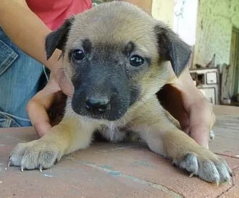 Cachorro ra a sem raça definida idade Abaixo de 2 meses nome sem nome