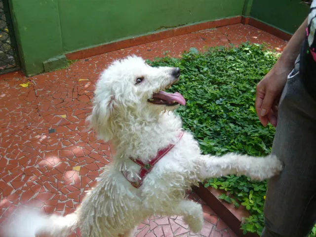Cachorro ra a Poodle idade 1 ano nome Margot