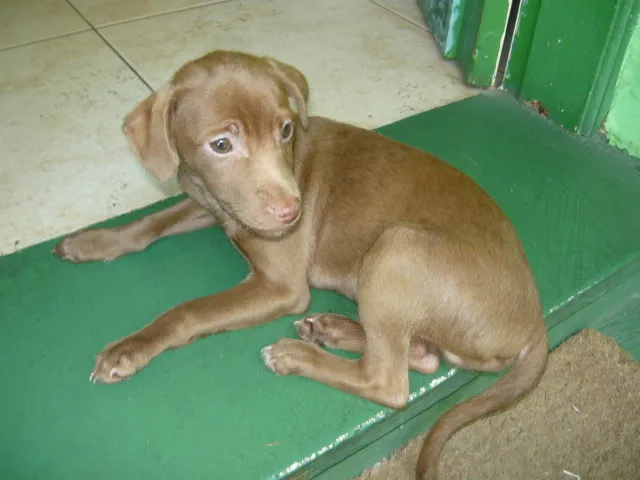 Cachorro ra a SRD idade 2 a 6 meses nome Katatau