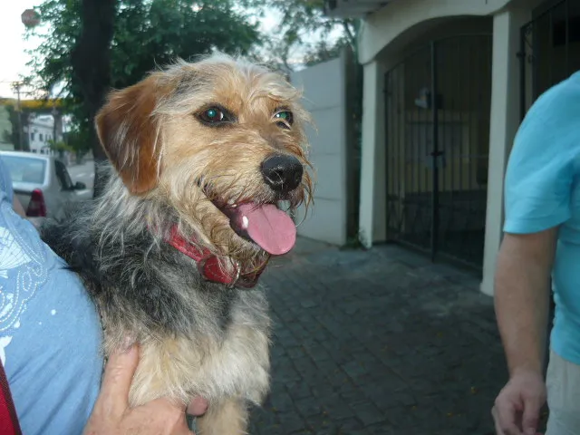 Cachorro ra a SRD idade nome Flocky
