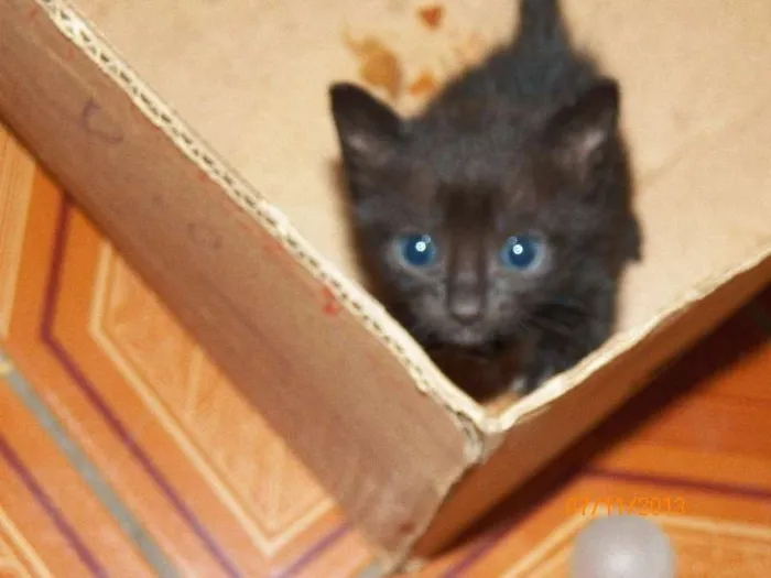 Gato ra a SRD idade 2 a 6 meses nome Sem nome
