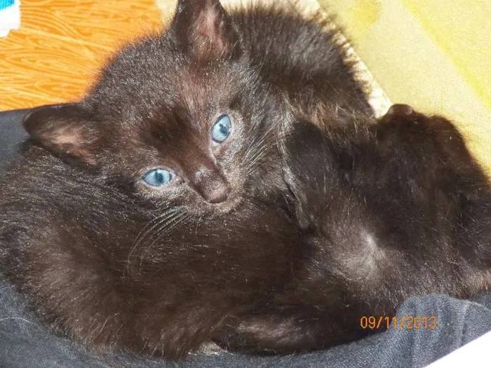 Gato ra a SRD idade 2 a 6 meses nome Sem nome