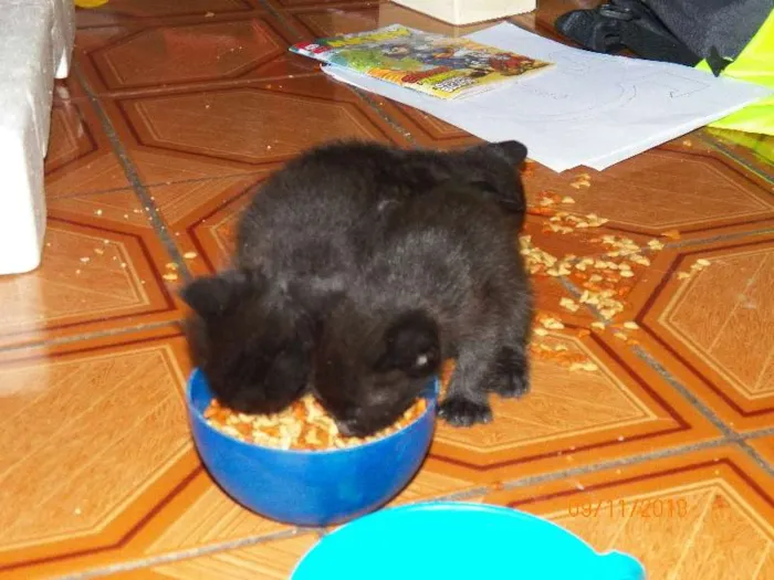 Gato ra a SRD idade 2 a 6 meses nome Sem nome