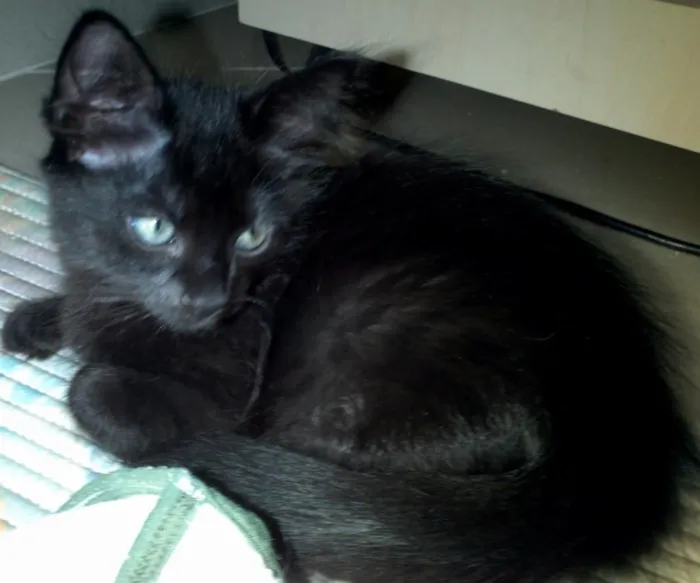 Gato ra a srd idade 2 a 6 meses nome sem nome