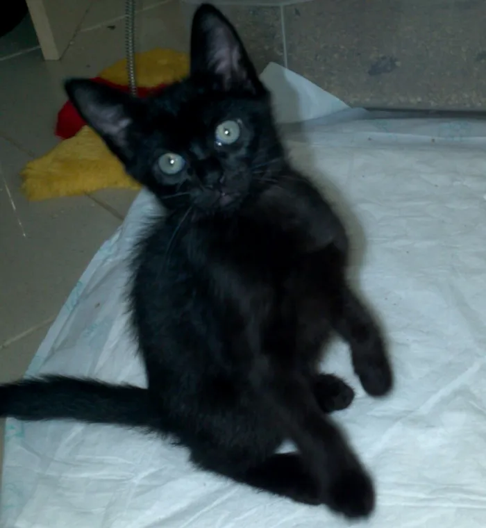 Gato ra a srd idade 2 a 6 meses nome sem nome