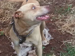 Cachorro raça Pit-Bull idade 2 anos nome Tufão