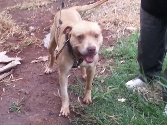 Cachorro ra a Pit-Bull idade 2 anos nome Tufão