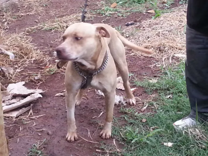Cachorro ra a Pit-Bull idade 2 anos nome Tufão