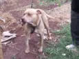 Tufão