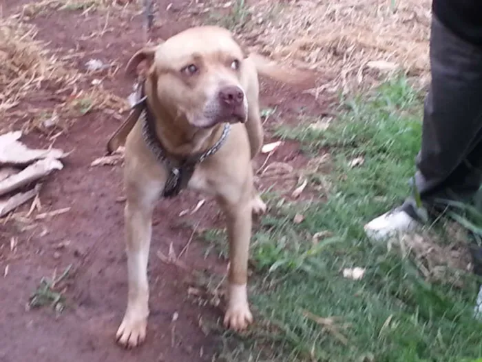 Cachorro ra a Pit-Bull idade 2 anos nome Tufão