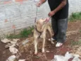 Tufão