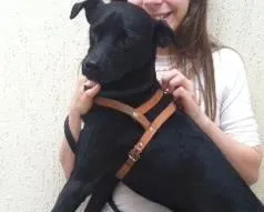 Cachorro ra a SRD idade 7 a 11 meses nome Lord