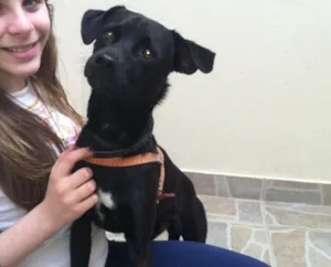 Cachorro raça SRD idade 7 a 11 meses nome Lord