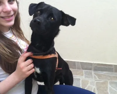 Cachorro ra a SRD idade 7 a 11 meses nome Lord