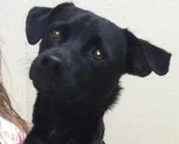 Cachorro ra a SRD idade 7 a 11 meses nome Lord