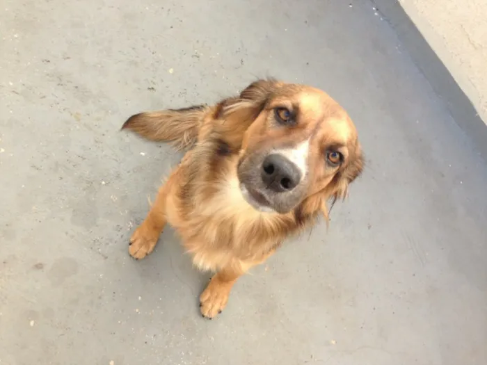 Cachorro ra a SRD idade 1 ano nome Samantha