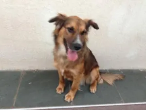 Cachorro raça SRD idade 1 ano nome Samantha