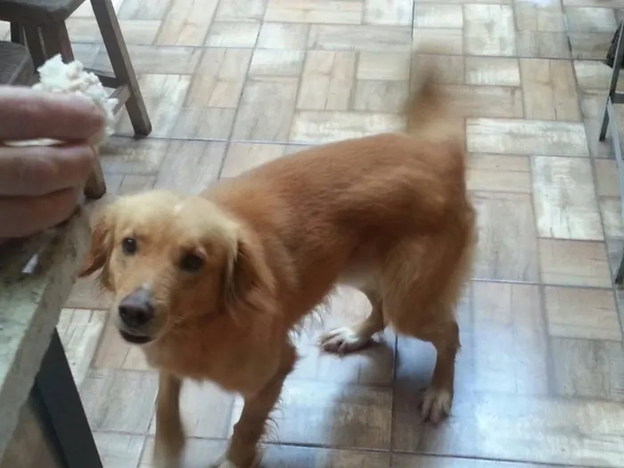 Cachorro ra a Mestiço a golden  idade 2 anos nome Fred