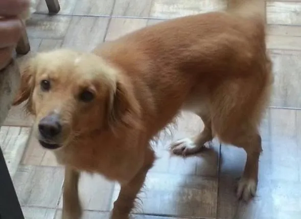 Cachorro ra a Mestiço a golden  idade 2 anos nome Fred