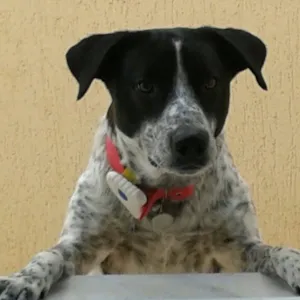 Cachorro raça pointer ingles idade 1 ano nome Pluto