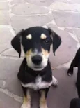 Bobi,Russa,Xispa,Mi