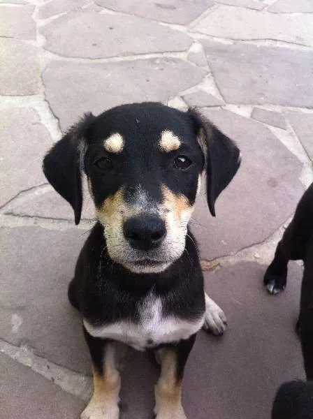 Cachorro ra a SRD idade 2 a 6 meses nome Bobi,Russa,Xispa,Mi