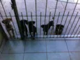 Bobi,Russa,Xispa,Mi