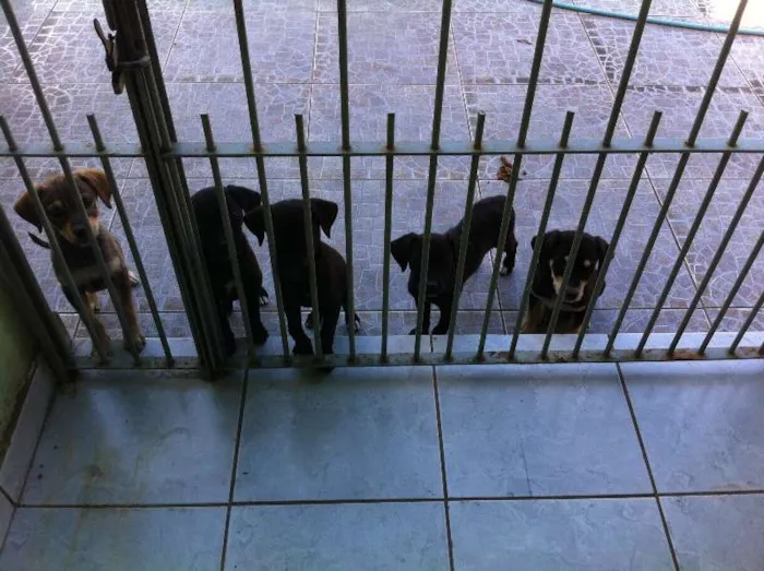 Cachorro ra a SRD idade 2 a 6 meses nome Bobi,Russa,Xispa,Mi
