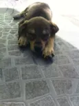 Bobi,Russa,Xispa,Mi