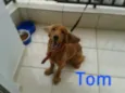 Tom