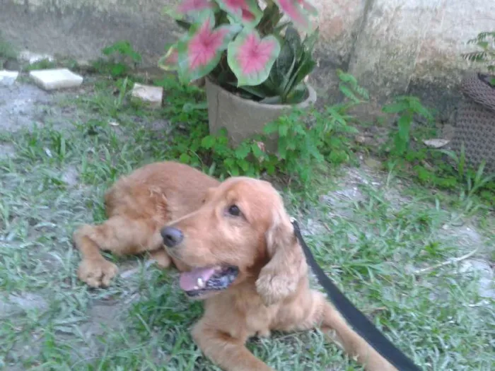 Cachorro ra a Cocker Spaniel idade 5 anos nome Tom