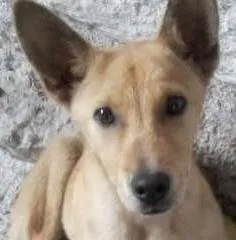 Cachorro raça Cruzado com Pastor Alemão idade 2 a 6 meses nome Bob