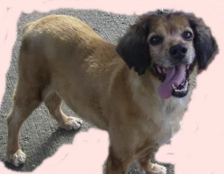 Cachorro raça SRD idade 5 anos nome não tem