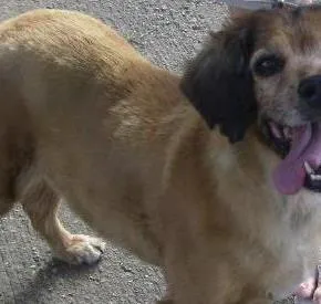 Cachorro raça SRD idade 5 anos nome não tem