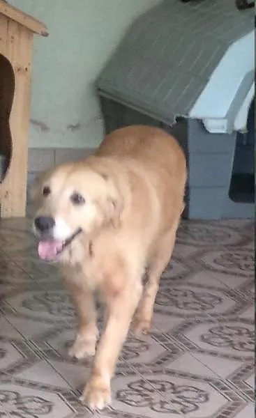 Cachorro ra a Golden Retriever idade 4 anos nome Antonia