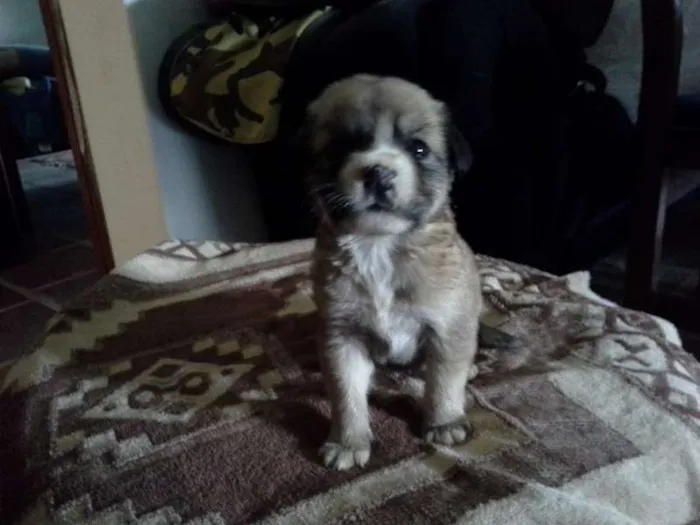 Cachorro ra a SRD idade Abaixo de 2 meses nome menina
