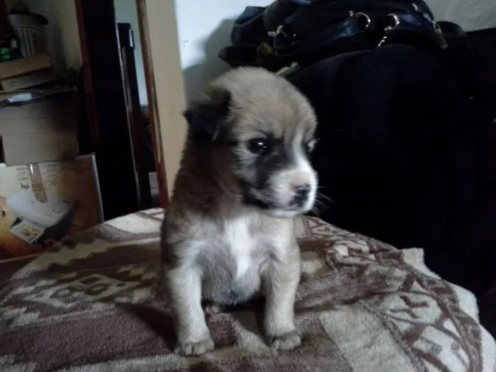Cachorro ra a SRD idade Abaixo de 2 meses nome menina