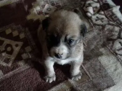 Cachorro ra a SRD idade Abaixo de 2 meses nome menina