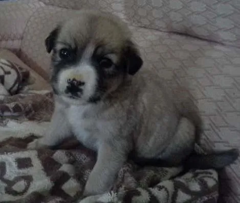 Cachorro ra a SRD idade Abaixo de 2 meses nome menina