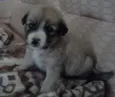 menina