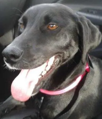 Cachorro ra a SRD idade 7 a 11 meses nome Teteca